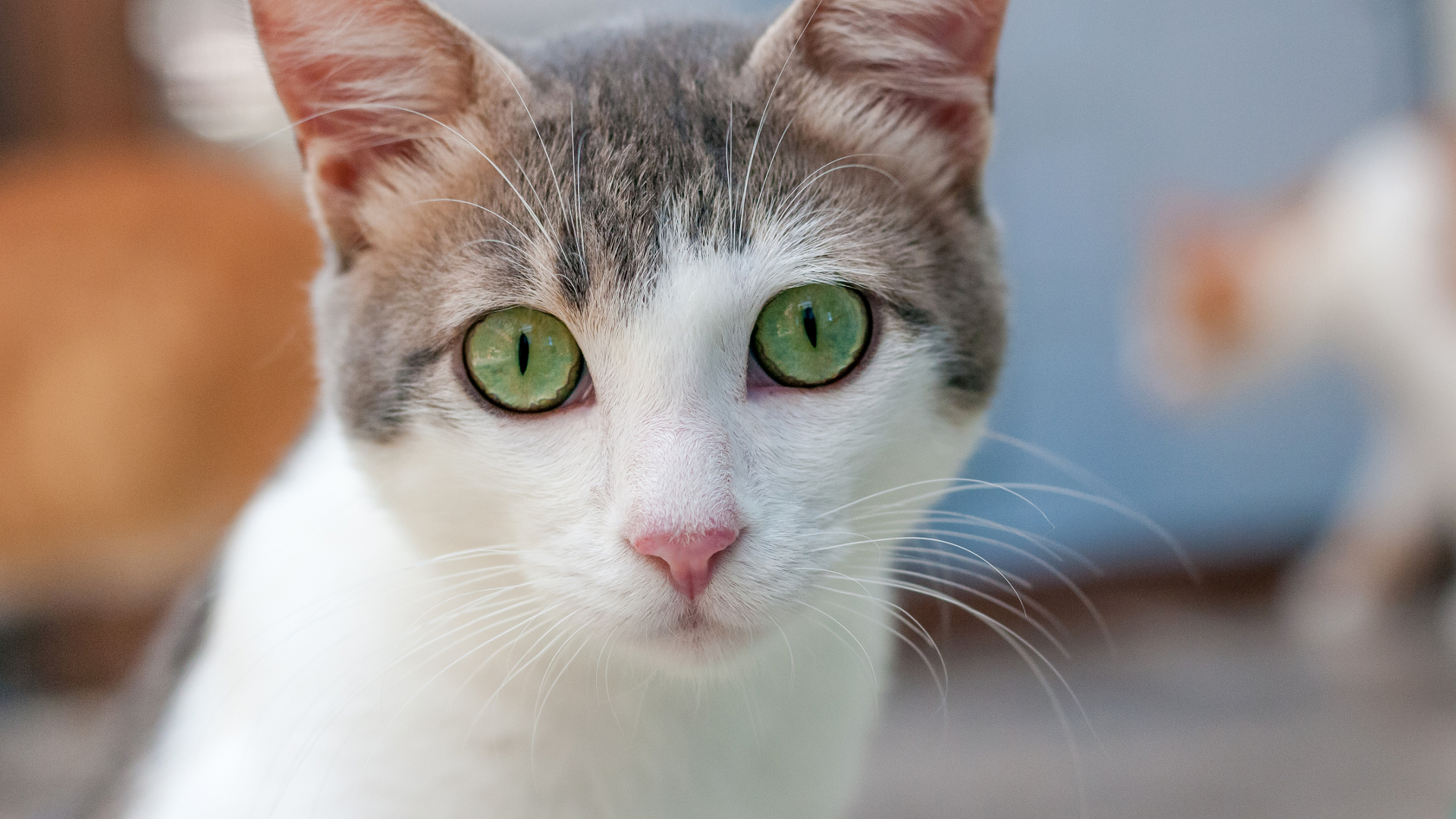 Donate SNAP Cats