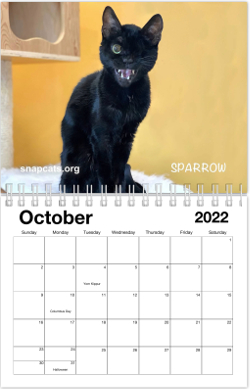 Srjc Calendar 2022 2022 Snap Cats Calendar – Snap Cats
