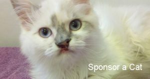 sponsoracat565