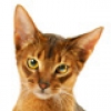 Abyssinian-small