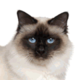 birman-small