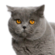 british-shorthair-small