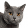 chartreux-small