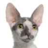 cornish-rex-small