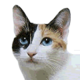 japanese-bobtail-small