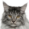 maine-coon-small