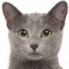 russian-blue-small