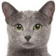 russian-blue-small