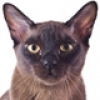 tonkinese-small