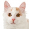 turkish-van-small